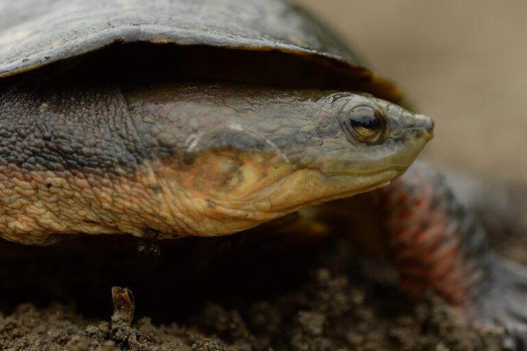 Dahl's Toad-headed Turtle (Mesoclemmys dahli)_El Pato Salcedo 2500W