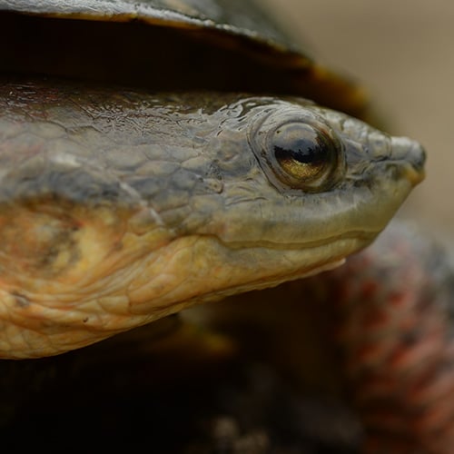 Species Archive - Turtle Survival Alliance