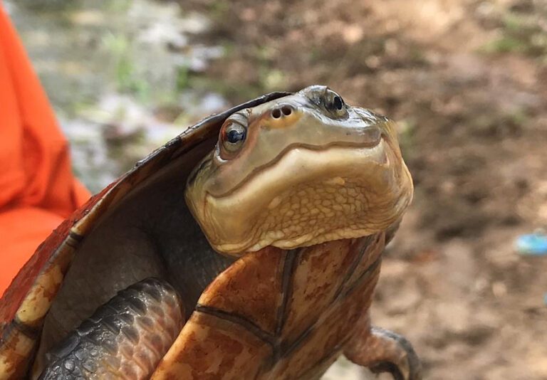 Dahl's Toad-headed Turtle (Mesoclemmys dahli)_Guido Miranda