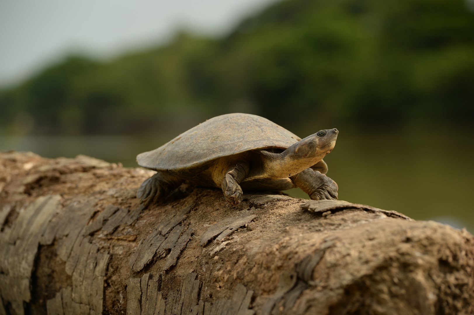 Magdalena River Turtle (Podocnemis lewyana)_El Pato Salcedo 2500W