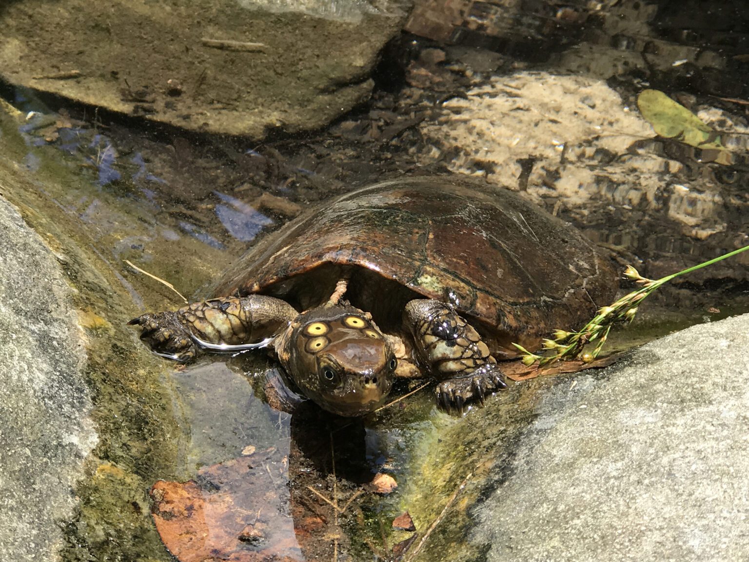 Four-eyed Turtle - Turtle Survival Alliance