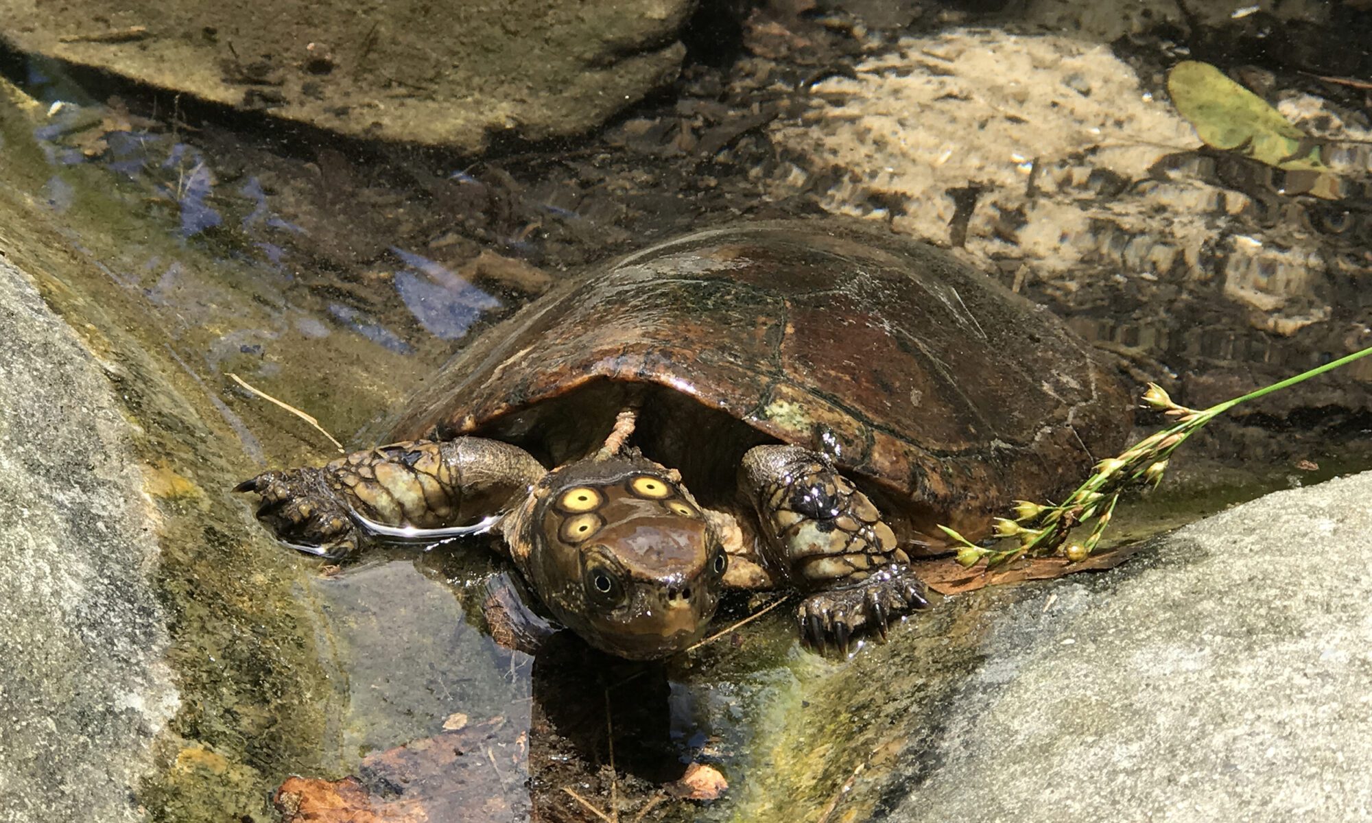 Four-eyed Turtle - Turtle Survival Alliance