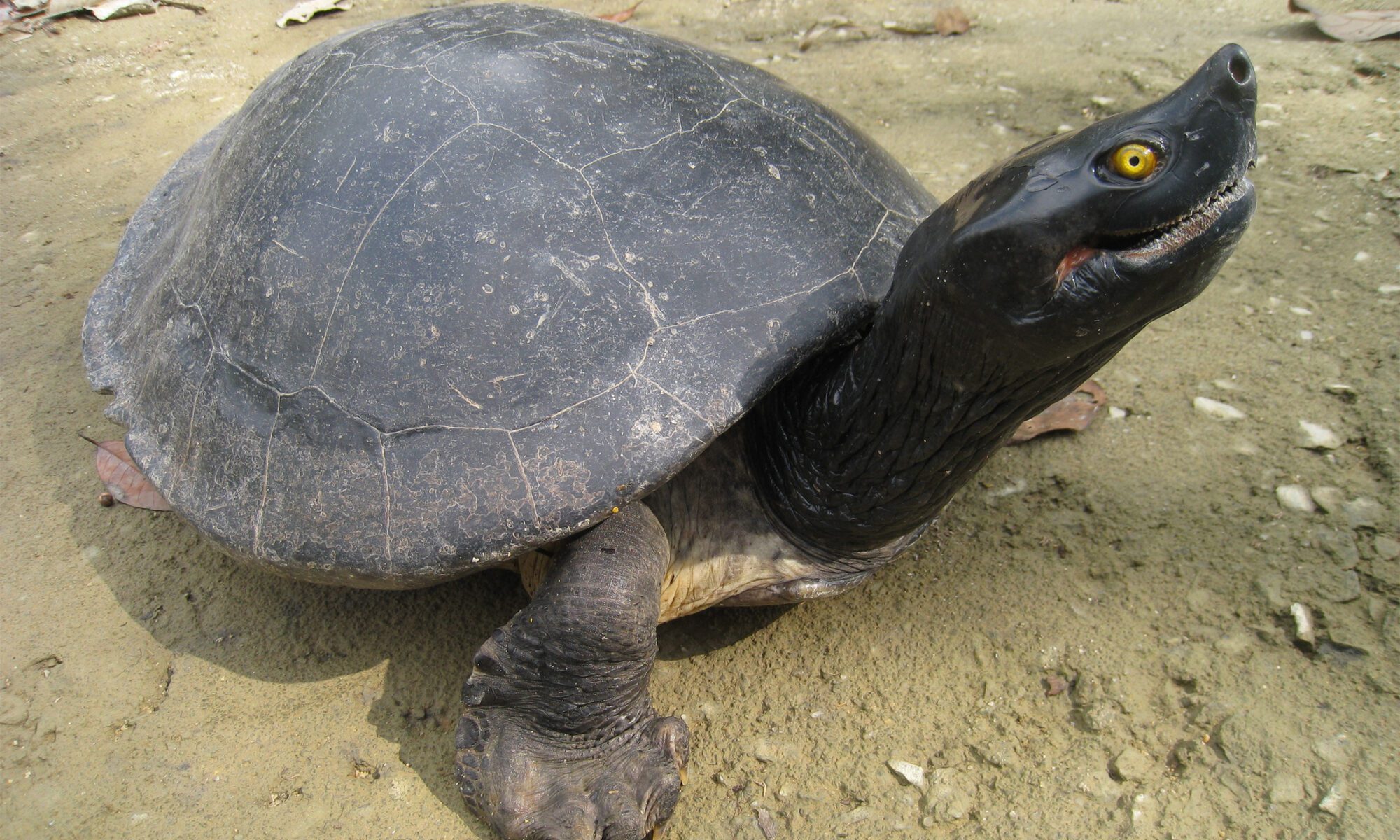 Southern River Terrapin - Turtle Survival Alliance