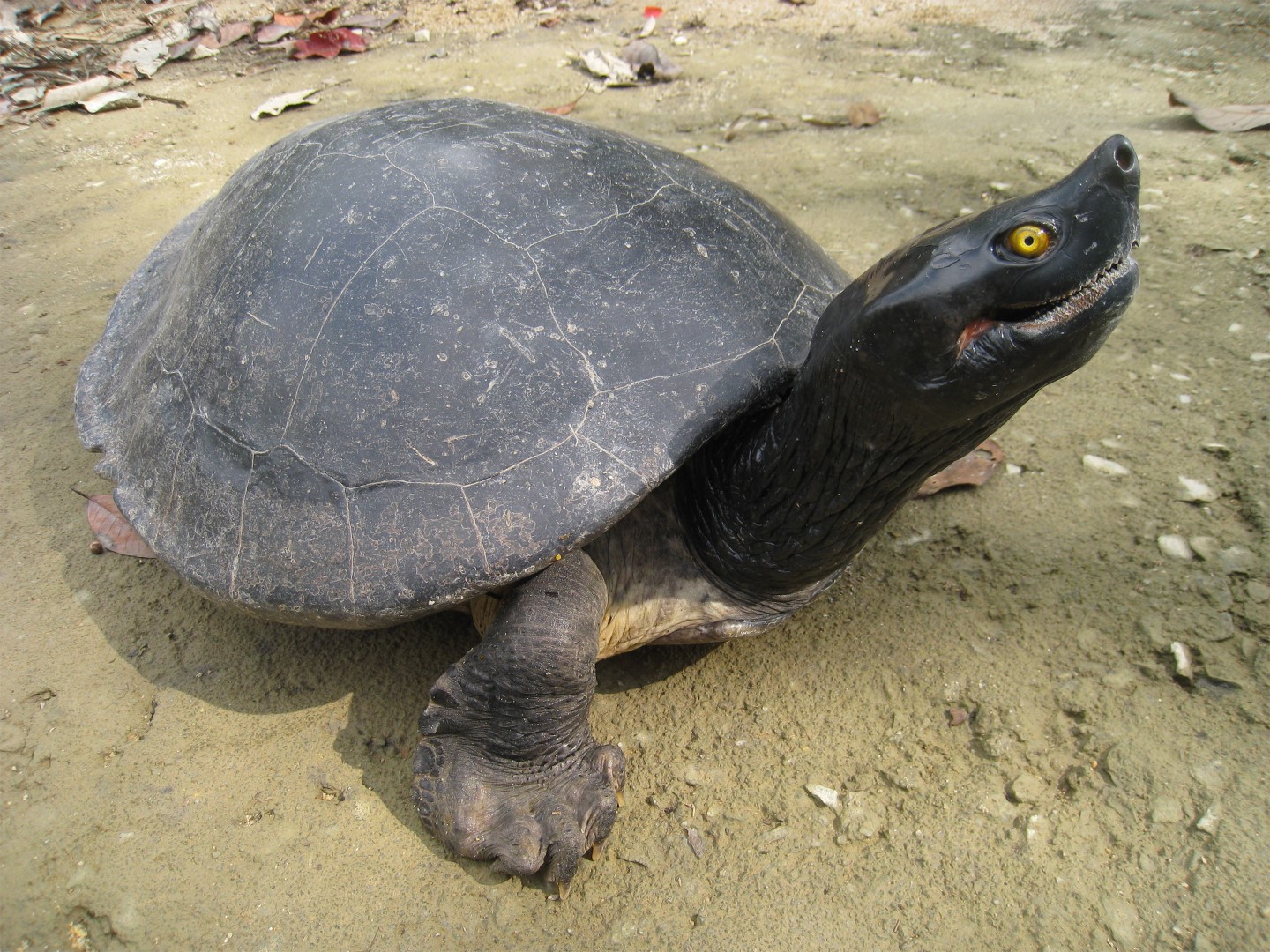 Southern River Terrapin (Batagur affinis)_Eng Heng Chan 2500