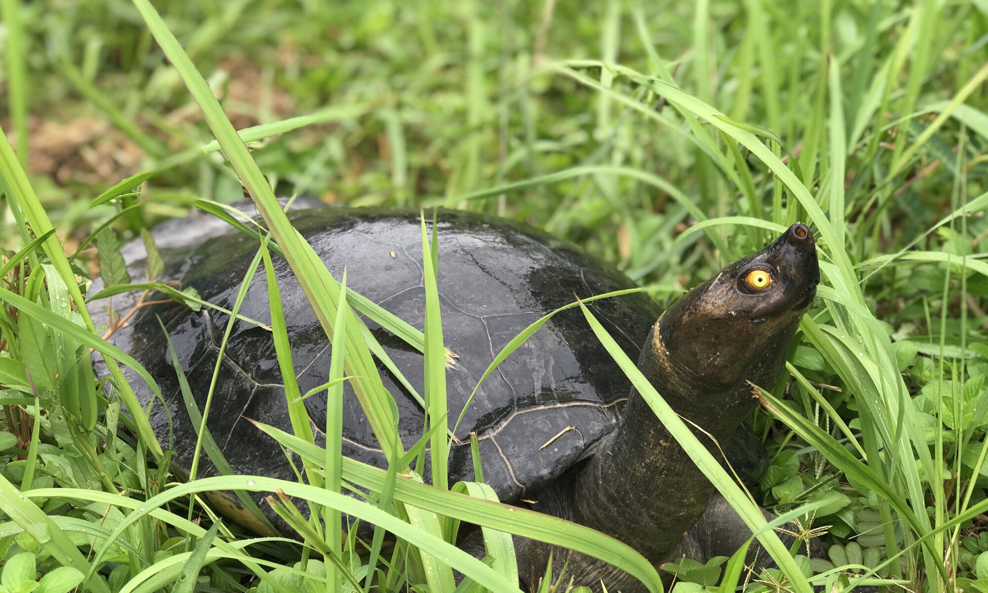 Southern River Terrapin - Turtle Survival Alliance