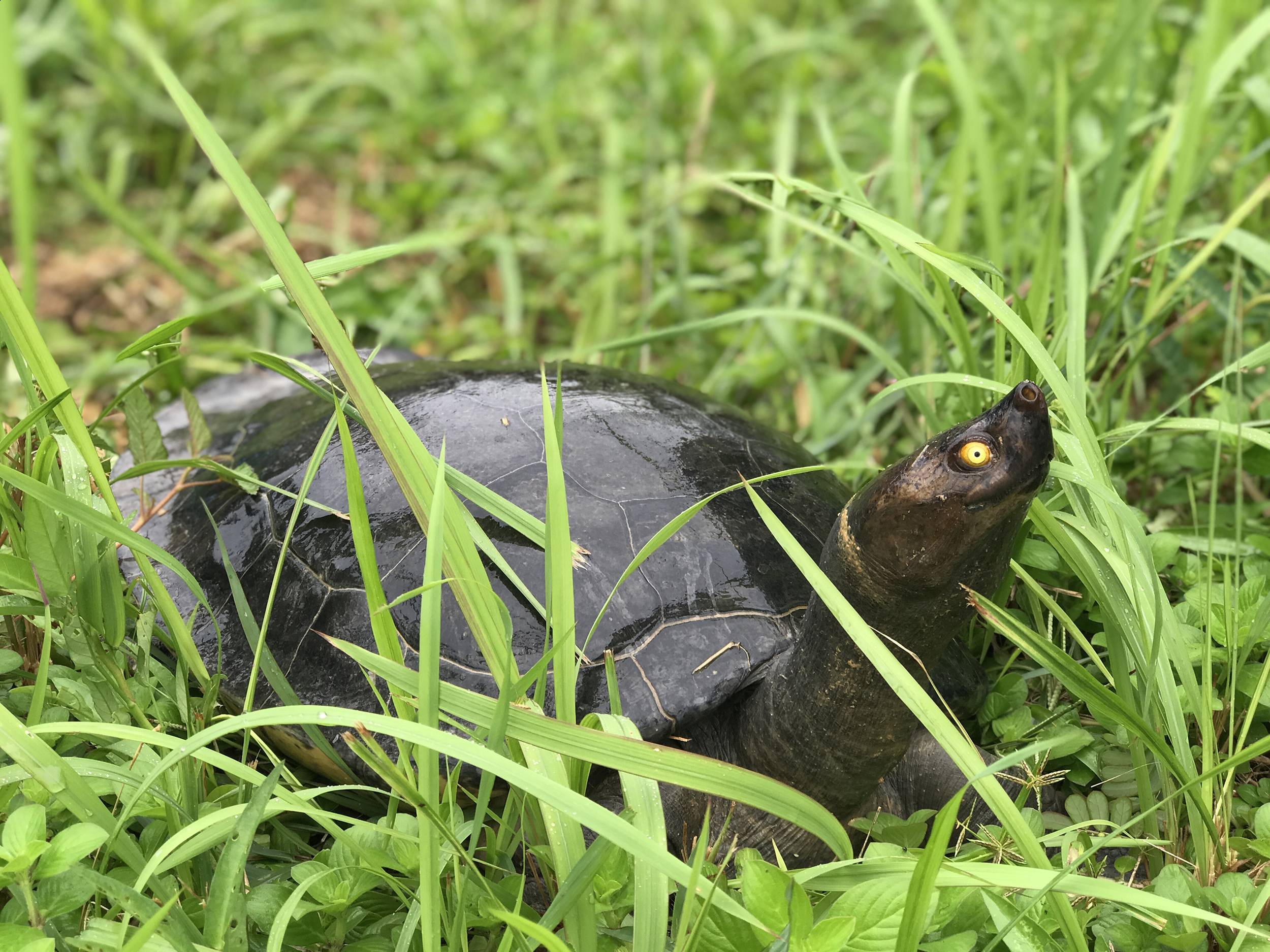 Southern River Terrapin - Turtle Survival Alliance