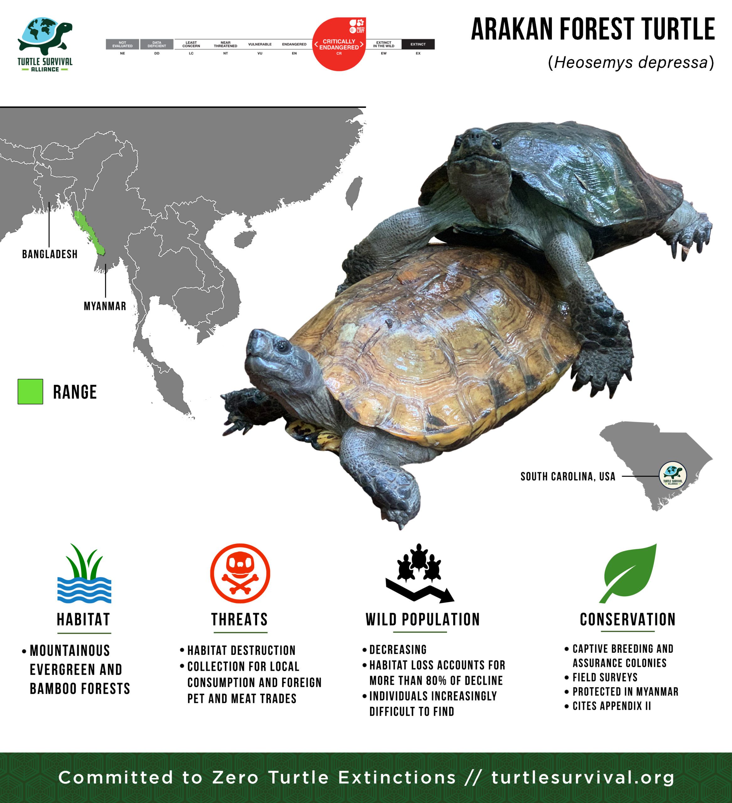 Arakan Forest Turtle - Turtle Survival Alliance