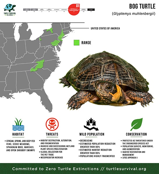 Bog Turtle - Turtle Survival Alliance