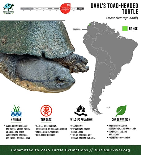 Dahl’s Toad-headed Turtle - Turtle Survival Alliance