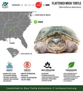 Flattened Musk Turtle - Turtle Survival Alliance