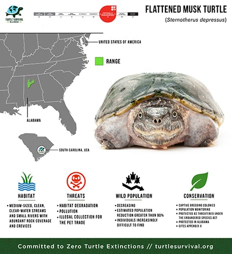 Flattened Musk Turtle - Turtle Survival Alliance