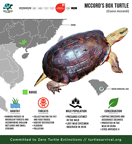 McCord's Box Turtle - Turtle Survival Alliance