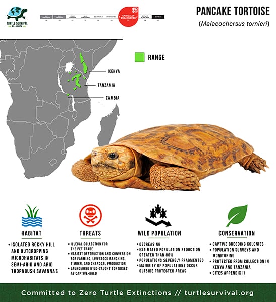 Pancake Tortoise - Turtle Survival Alliance