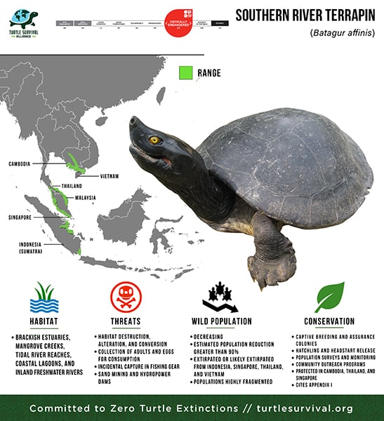 Southern River Terrapin - Turtle Survival Alliance