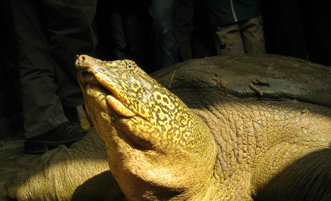 Swinhoe's Giant Softshell Turtle (Rafetus swinhoei)_Tim McCormack