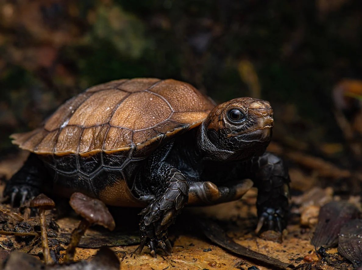 Bangladesh - Turtle Survival Alliance