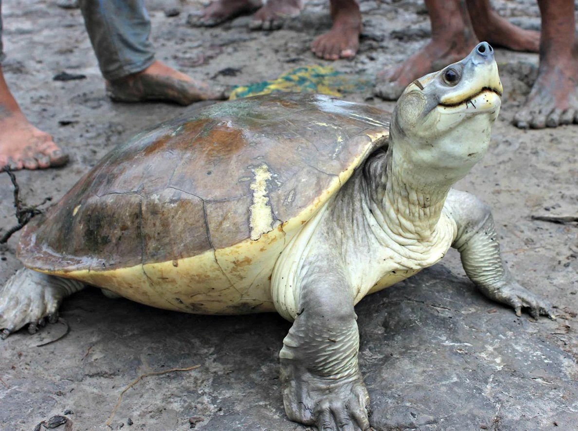 Bangladesh - Turtle Survival Alliance