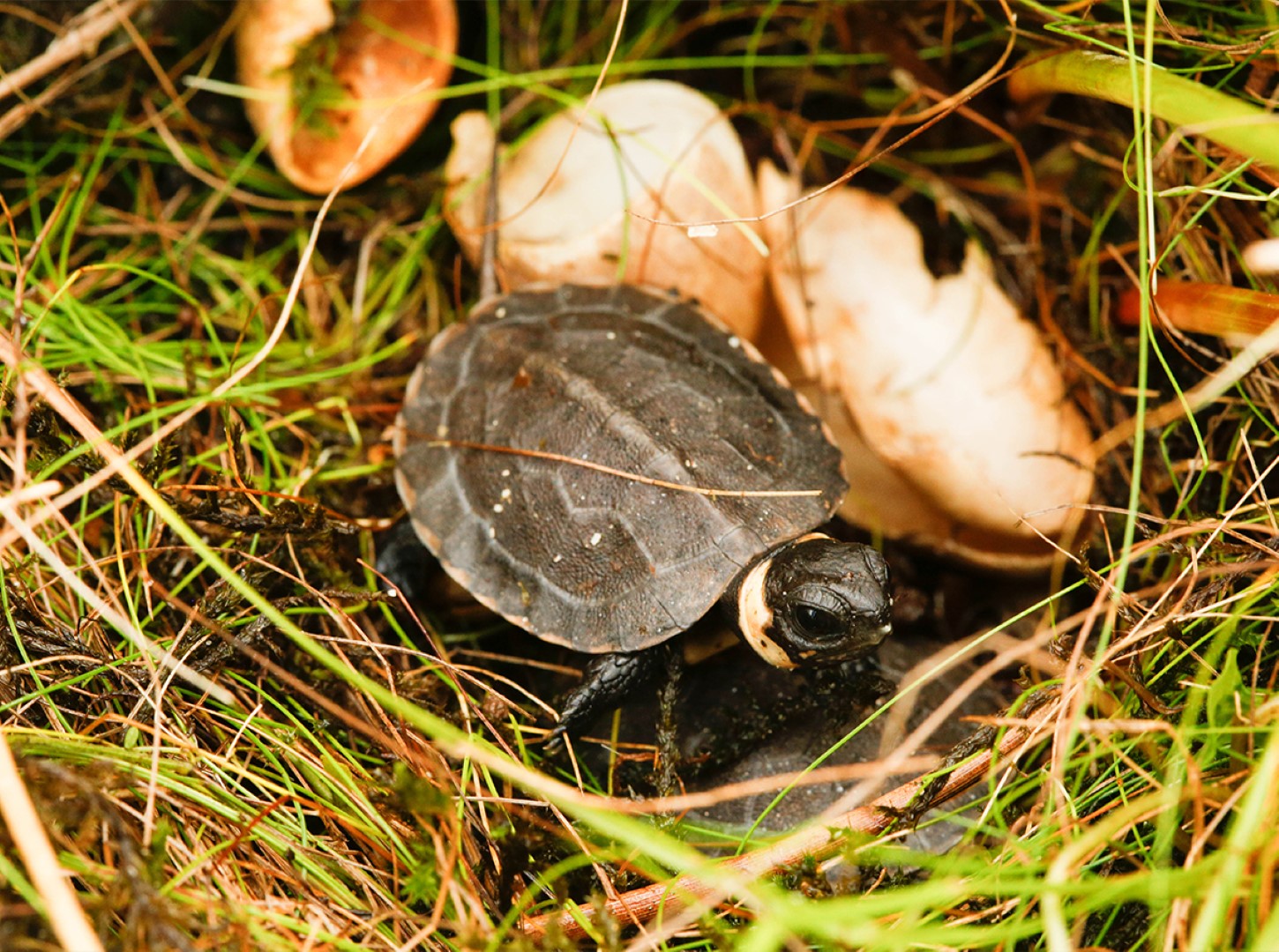 Bog Turtle_Glyptemys muhlenbergii_Hatchling in nest in North Carolina_Mike Knoerr