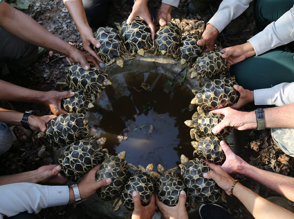 Burmese Star Tortoise_Geochelone platynota_children holding tortoises in a circular pattern around water basin at soft release site_Zin Min Tun