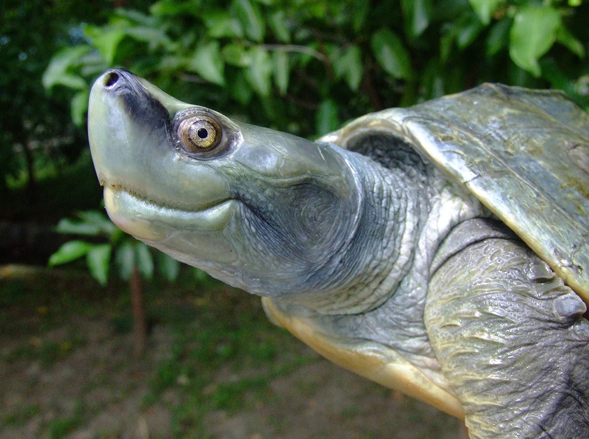 Myanmar Turtle Survival Alliance 