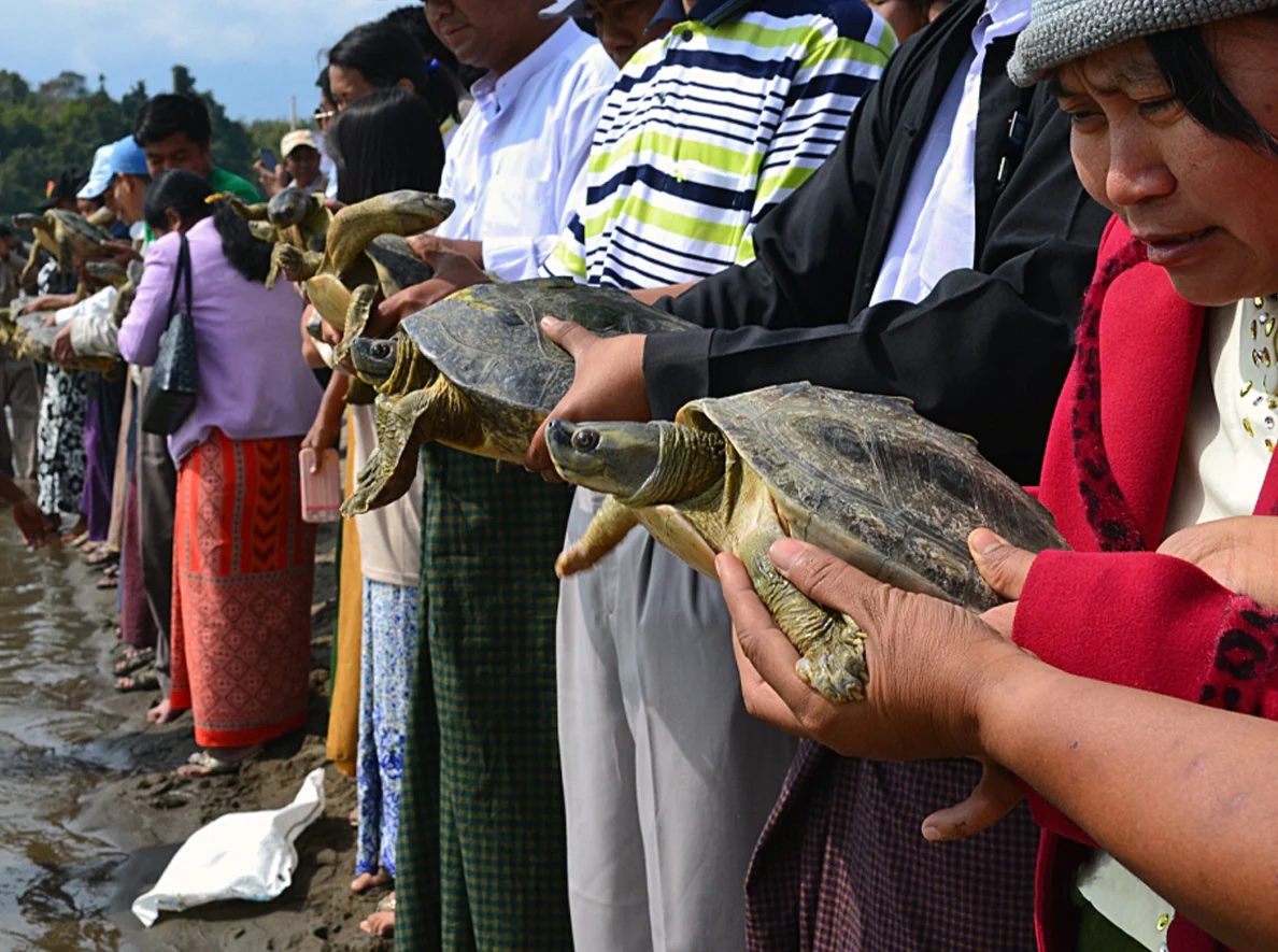 Myanmar Turtle Survival Alliance 
