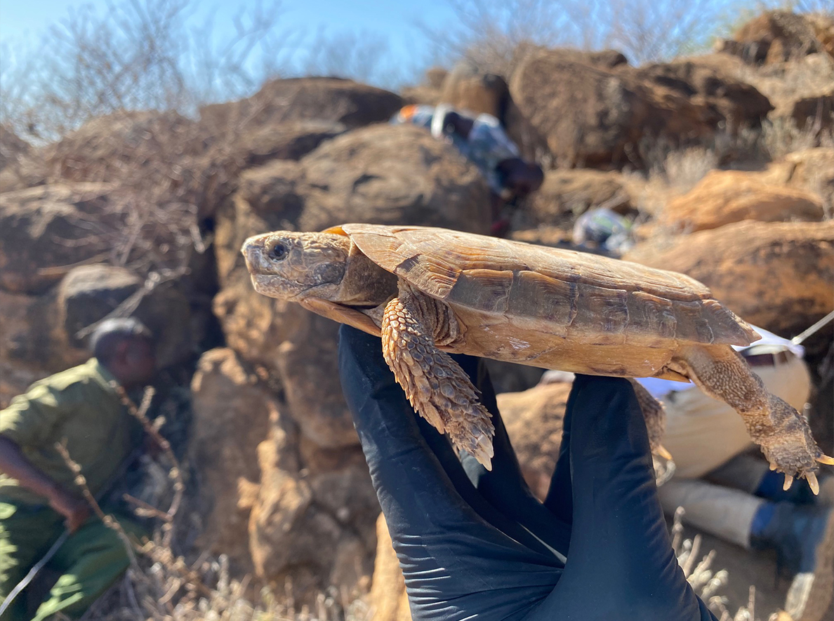 Pancake Tortoise_Malacochersus tornieri_Adult being held in front of rock outcropping_Lewa Research Department