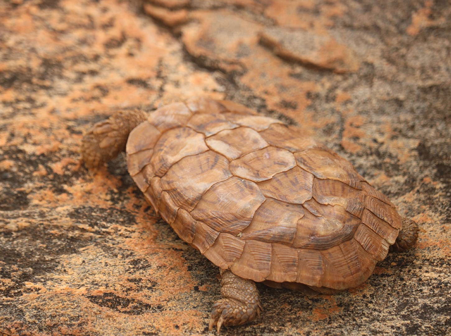 Pancake Tortoise - Turtle Survival Alliance