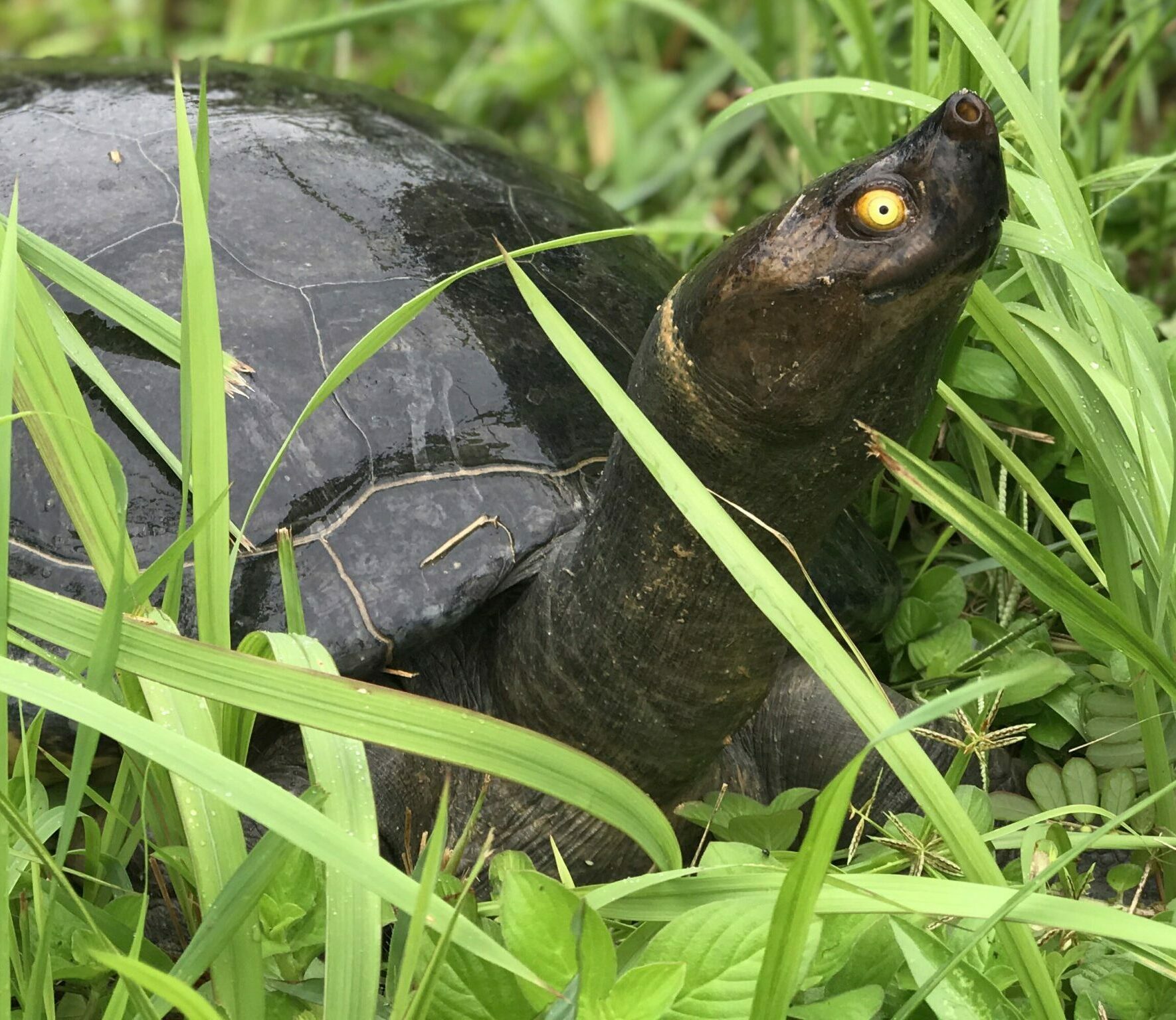 Southern River Terrapin (Batagur affinis)_Sitha Som hero crop