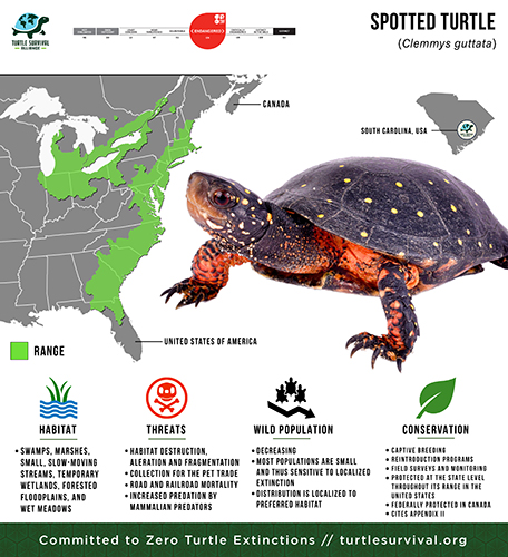 Spotted Turtle - Turtle Survival Alliance