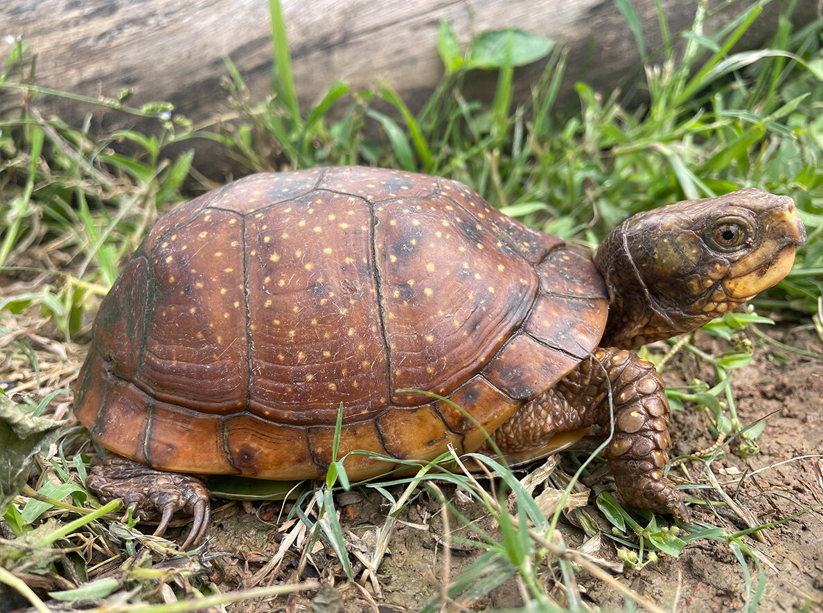 Spotted Box Turtle_Terrapene nelsoni_Female in nature_Taggert Butterfield (1)