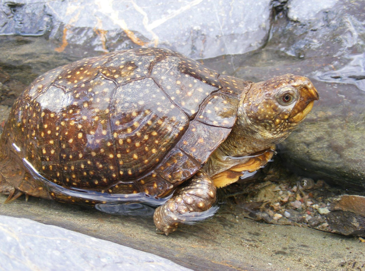 Spotted Box Turtle_Terrapene nelsoni_Female in rocky stream_Robert Villa