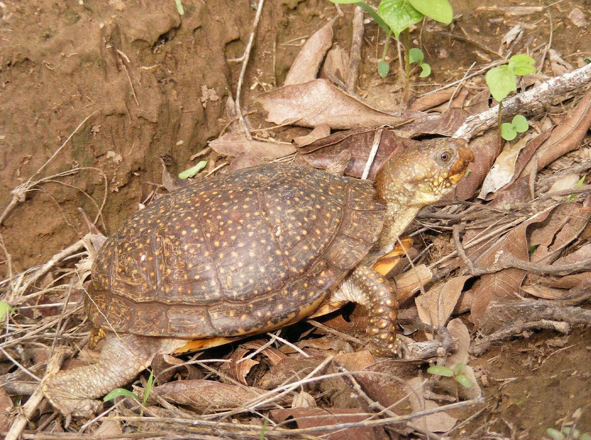 Spotted Box Turtle_Terrapene nelsoni_Female on hillside_Robert Villa