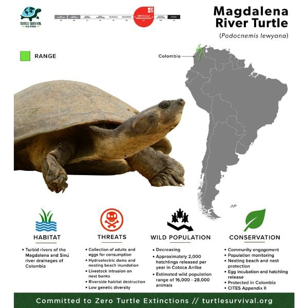 Magdalena River Turtle - Turtle Survival Alliance