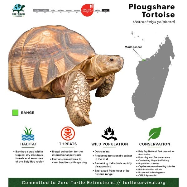 Ploughshare Tortoise - Turtle Survival Alliance