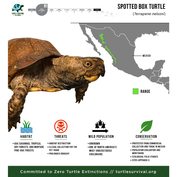 Spotted Box Turtle - Turtle Survival Alliance