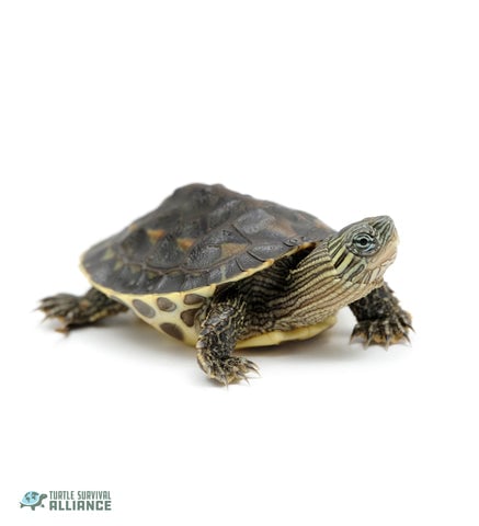 Species Spotlight! Chinese Stripe-necked Turtle! - Turtle Survival Alliance