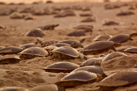 Giant South American River Turtles vie for optimal nesting sites