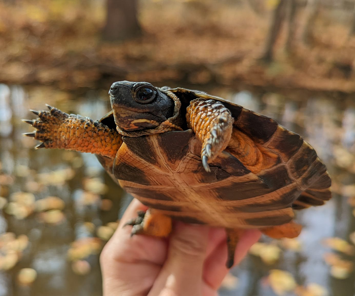 NA Wood Turtle_Glyptemys insculpta_Juvenile marked during autumn surveys_Miranda McCleaf_2022