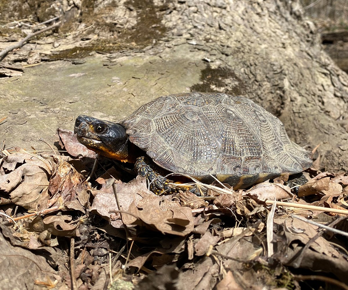 NA Wood Turtle_Glyptemys insculpta_Male basking on leaves during spring surveys_Jordan Gray_2021