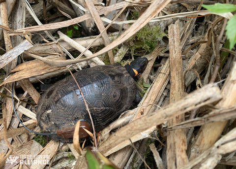 Bog Turtles are notoriously cryptic, spending much of their time hidden beneath mud or amongst dense vegetation. Photo credit: Colin Osborn