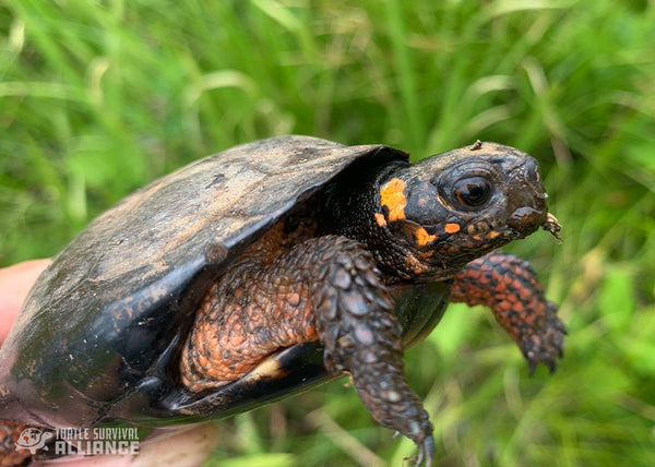 A Bog Turtle in the final stages of enjoying a gastropod in its native wetland. Photo Credit: Colin Osborn