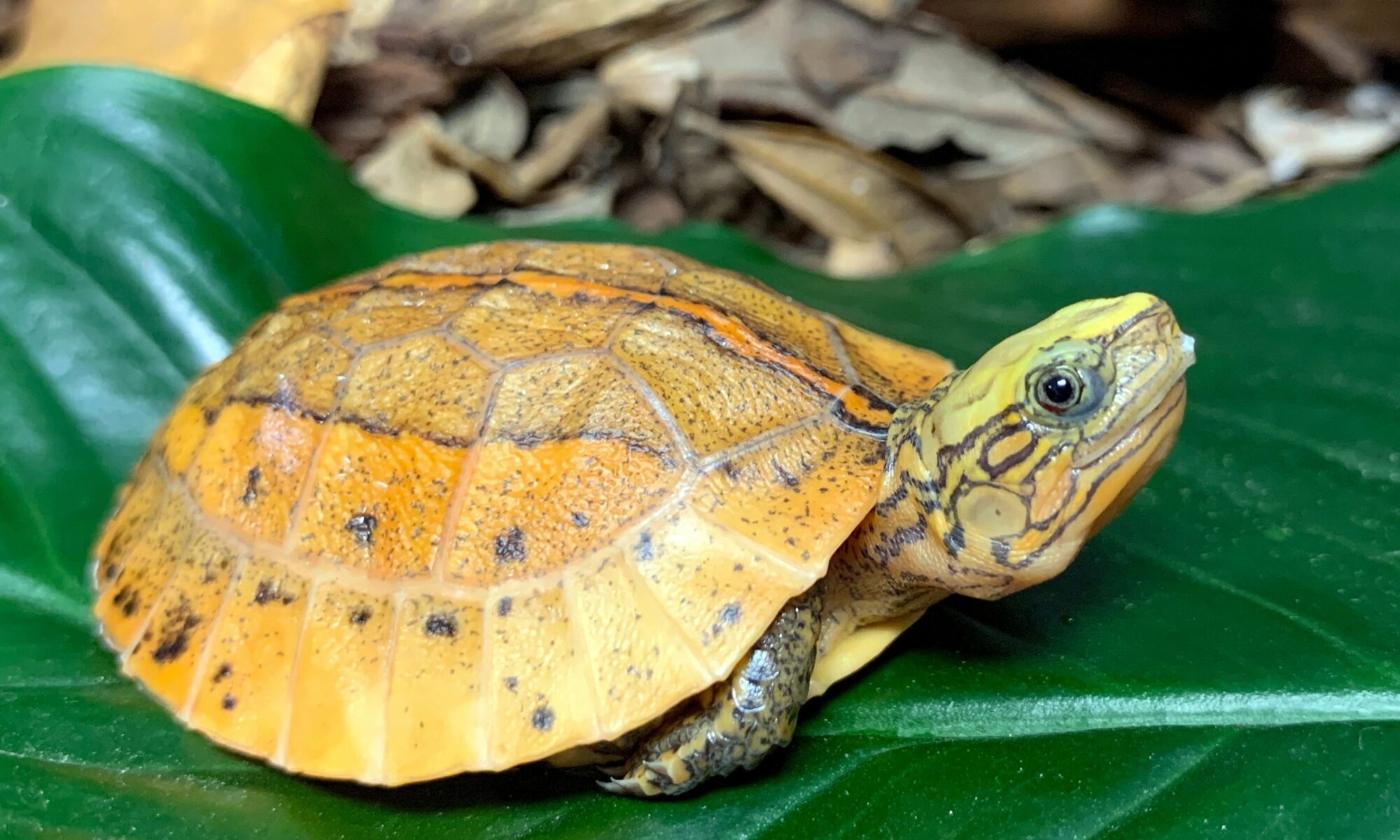 8 [Small Turtles] That Make Great Pets - All Turtles