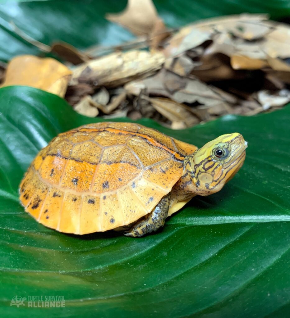 Species Spotlight! The Southern Vietnam Box Turtle! - Turtle Survival ...