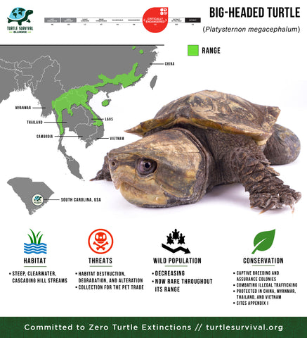 Species Spotlight! Big-headed Turtle! - Turtle Survival Alliance