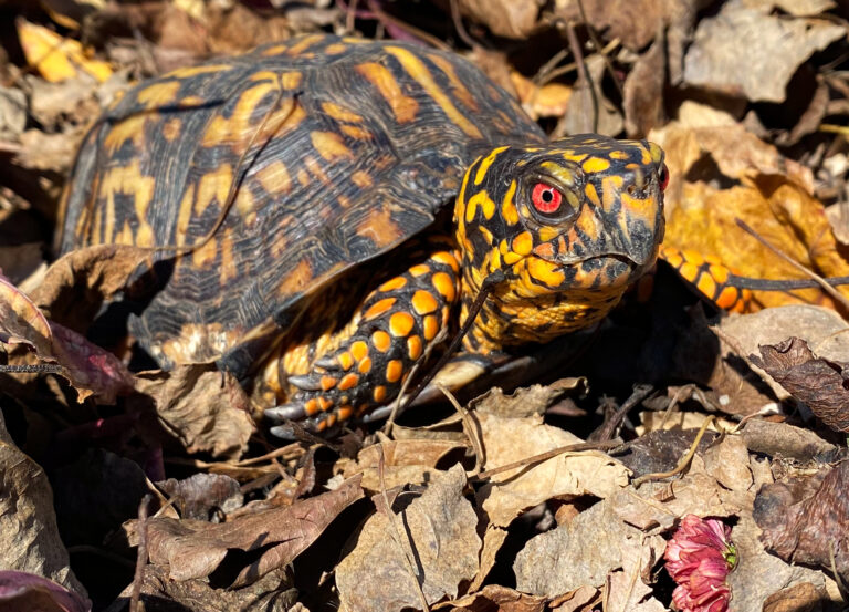 Thanksgiving 2022_Jack the Box Turtle_Jordan Gray copy 2