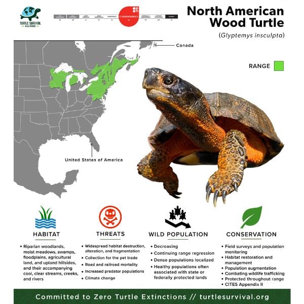 North American Wood Turtle - Turtle Survival Alliance