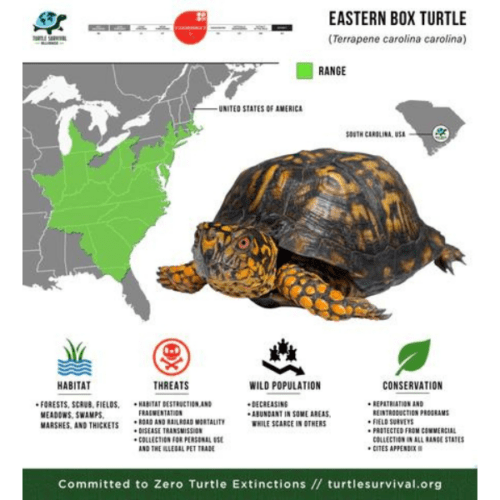 Eastern Box Turtle - Turtle Survival Alliance