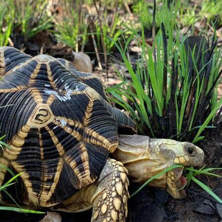 Turtle Survival Alliance | We Protect Turtles