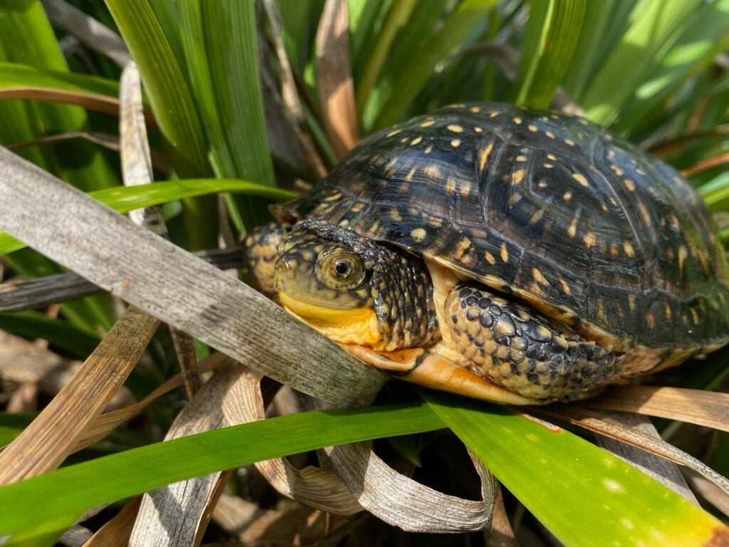 Blanding's Turtle - Turtle Survival Alliance