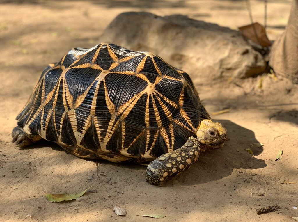 #TurtleOfTheWeek: Burmese Star Tortoise - Turtle Survival Alliance